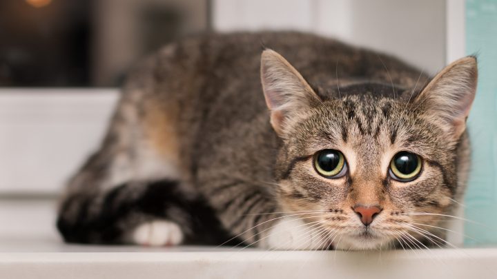 15 Traumatized Cat Symptoms And How To Deal With Them
