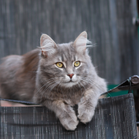 a beautiful gray cat sitting on a deck chair