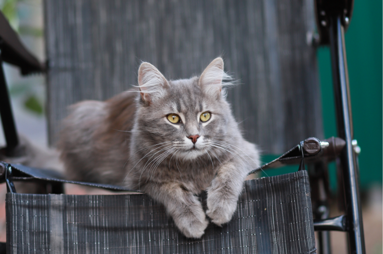 a beautiful gray cat sitting on a deck chair