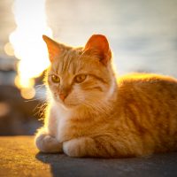 yellow cat photographed during sunset