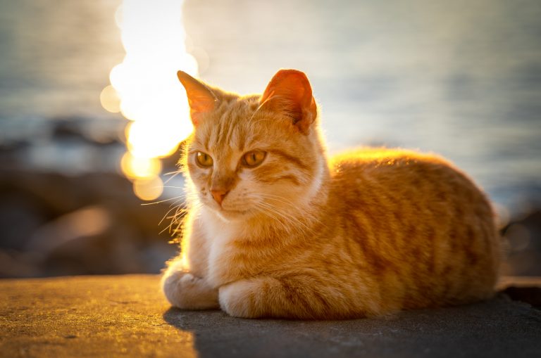 yellow cat photographed during sunset