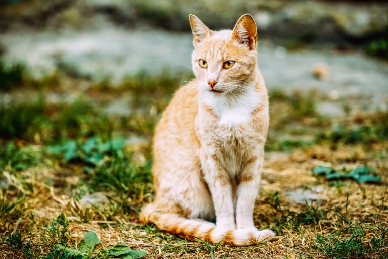 a beautiful yellow cat sitting in the garden