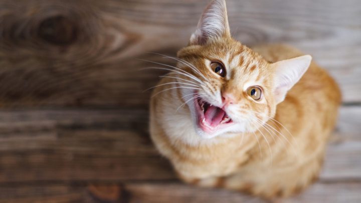 6 Reasons My Cat Keeps Meowing And Rubbing Against Everything
