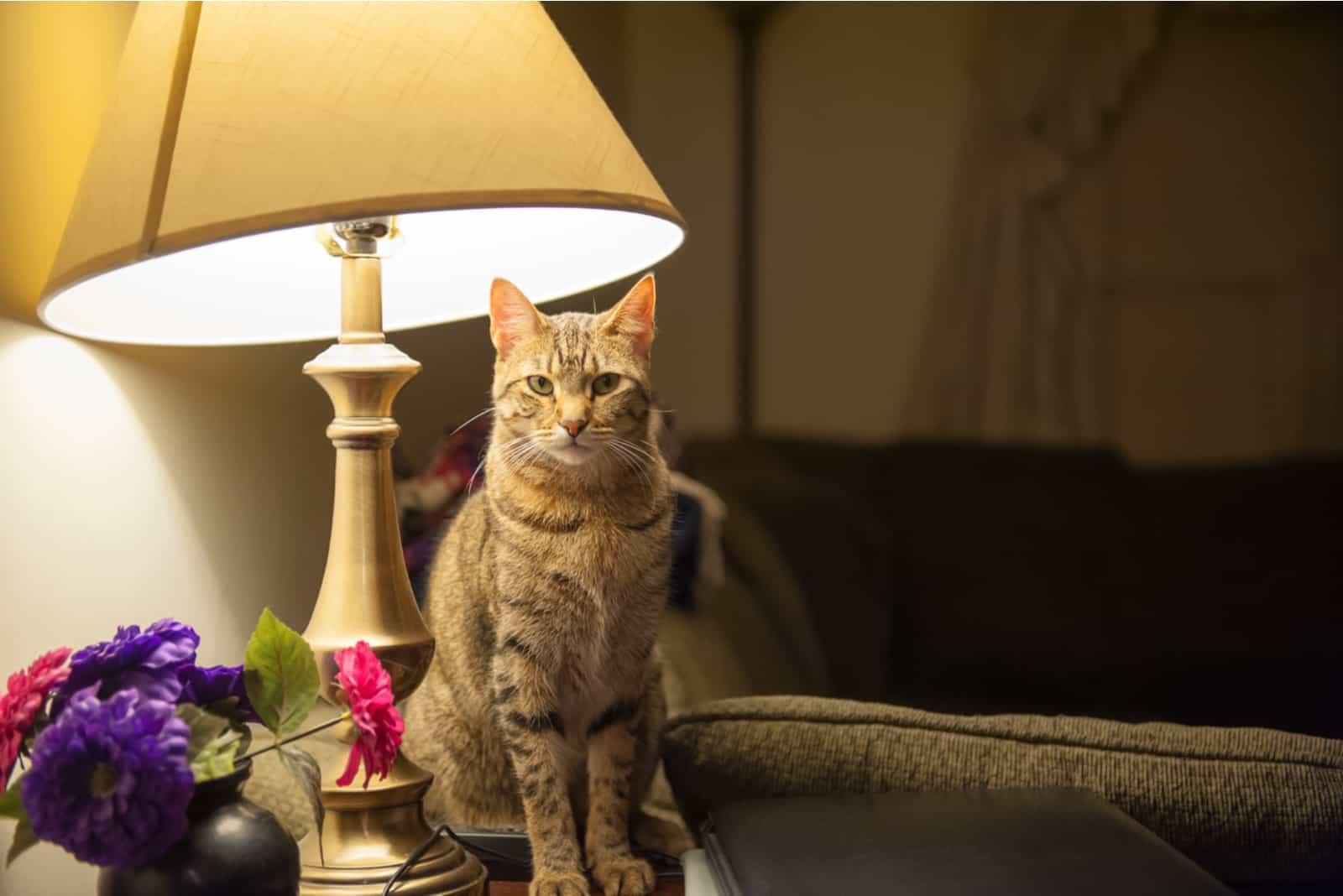 A beautiful cat sits on an end table and directly beneath a table lamp