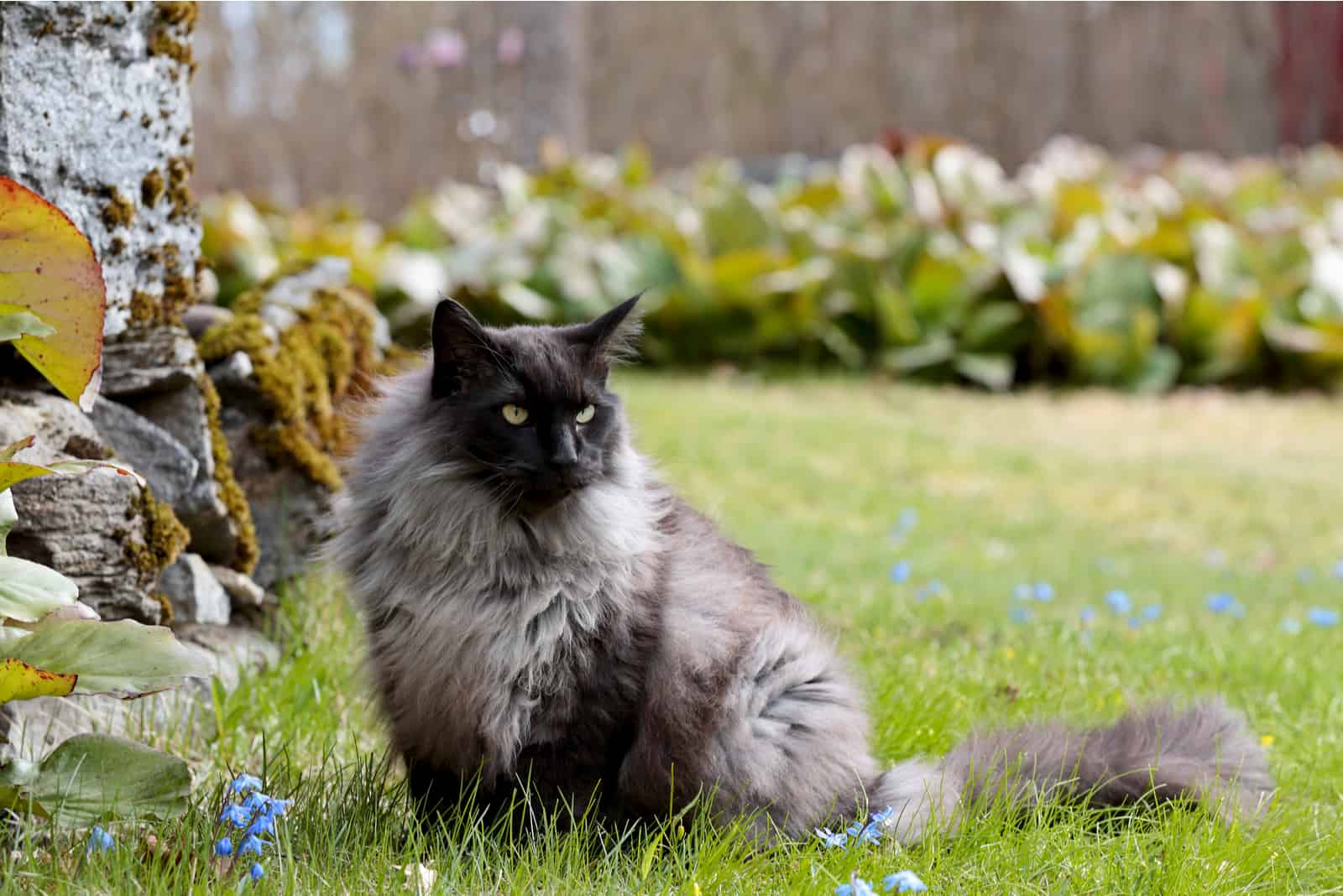 A black smoke norwegian forest cat male sitting in garden