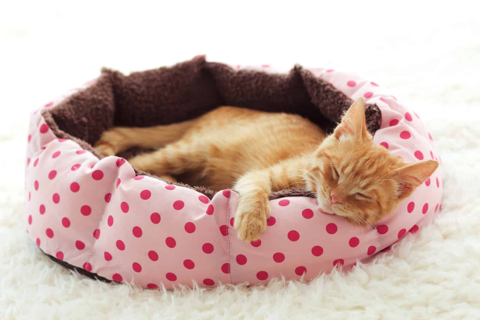 A ginger kitten sleeps in his soft cozy bed 