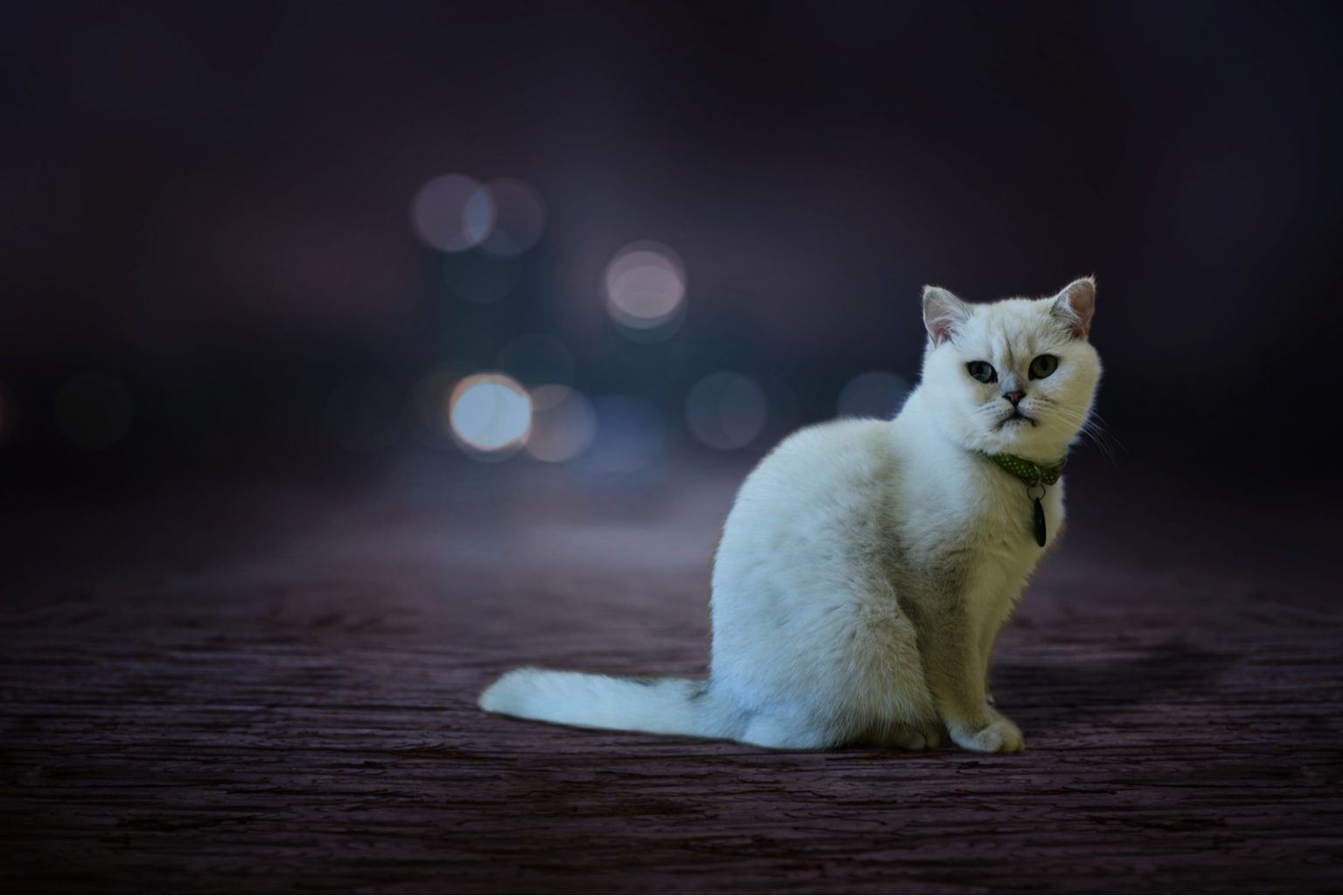 Do Cats Need Light At Night? Here’s What You Need To Know