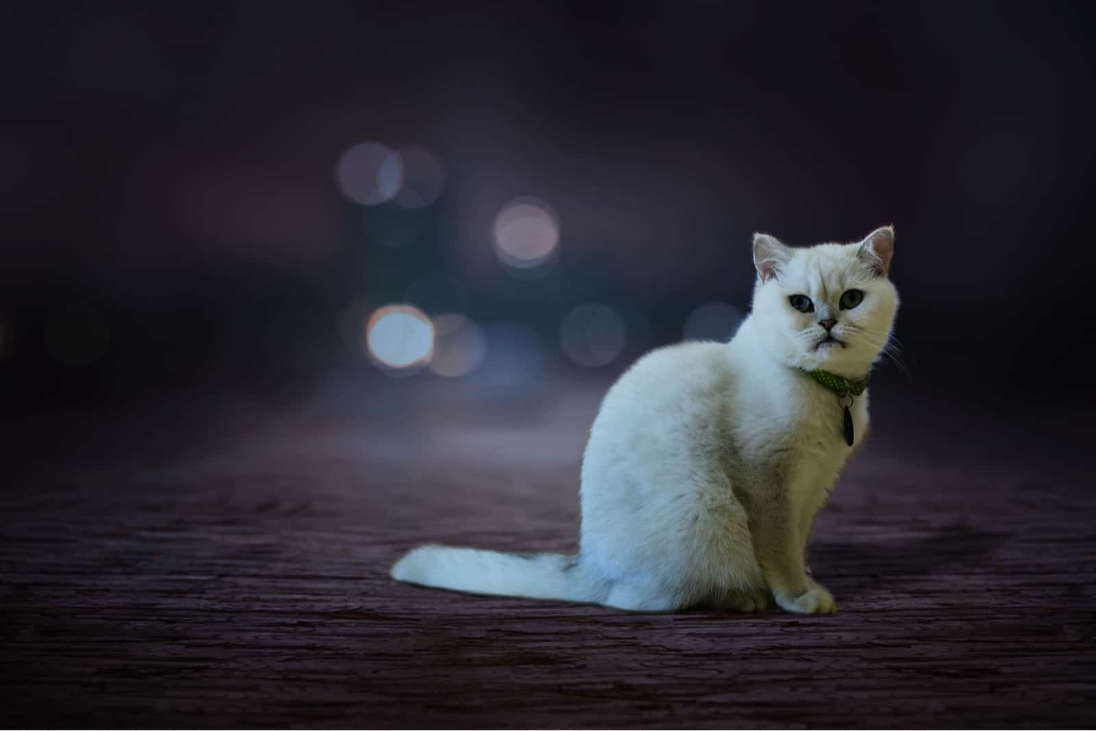 A white cat sitting alone on the street