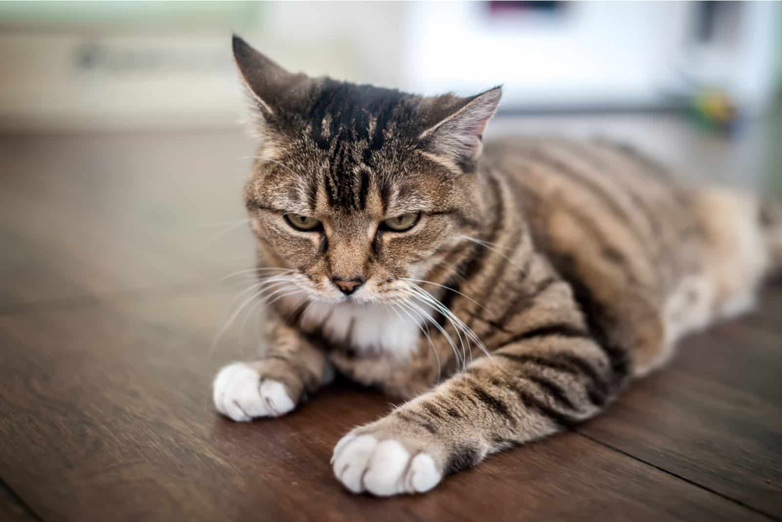 An angry brown and white cat with black stripes laying in a room