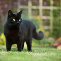 a black cat stands in the garden