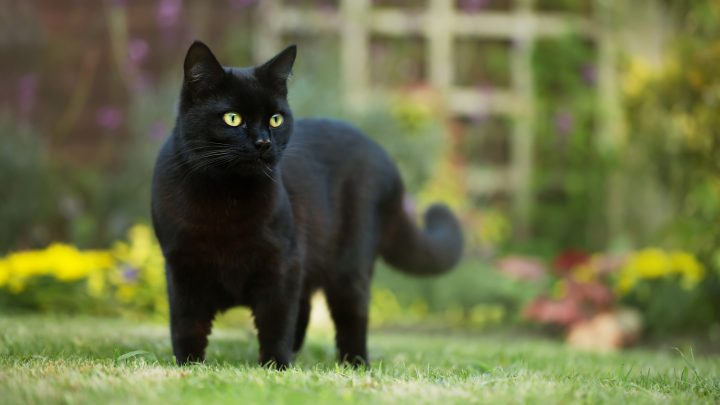 Black Cat Spiritual Meaning – 14 Things You Didn’t Know!
