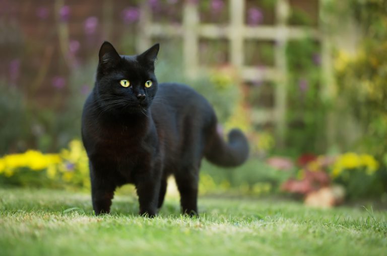 a black cat stands in the garden