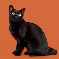 black cat with orange eyes and orange background