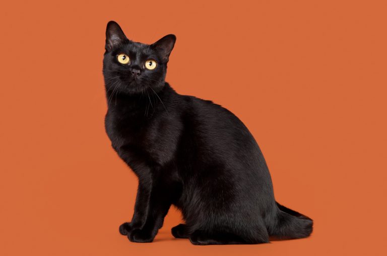 black cat with orange eyes and orange background