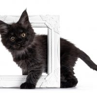 cute cat standing with photo frame