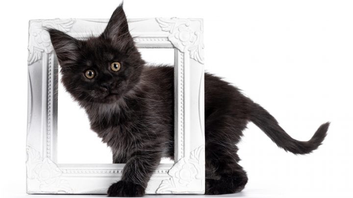 This Is What You NEED To Know About Black Smoke Cats