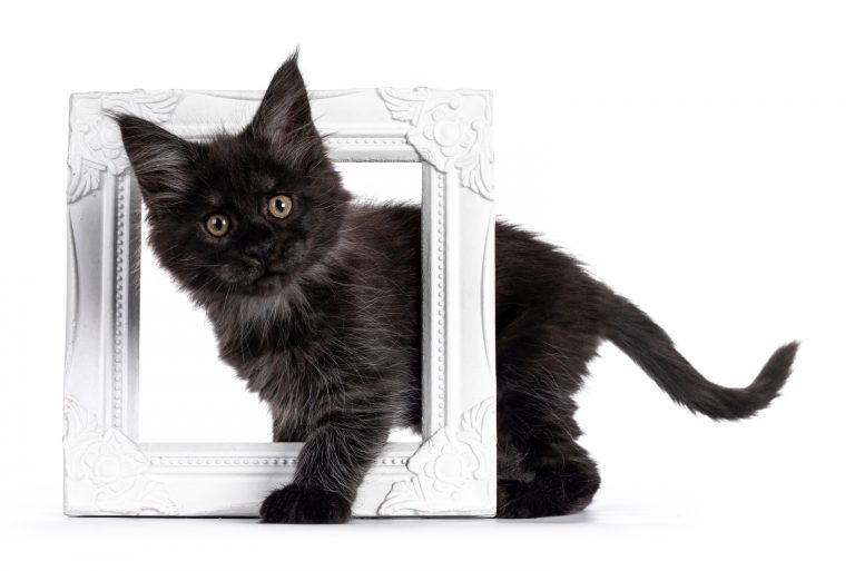 cute cat standing with photo frame