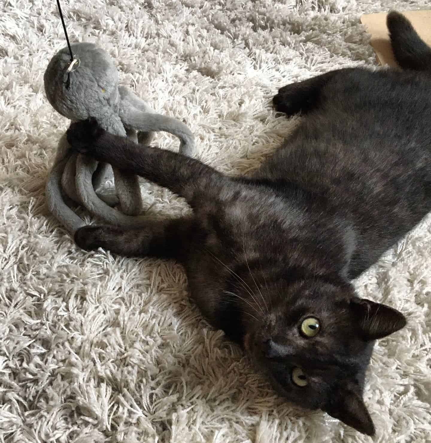 Black Smoke Egyptian Mau playing on the floor