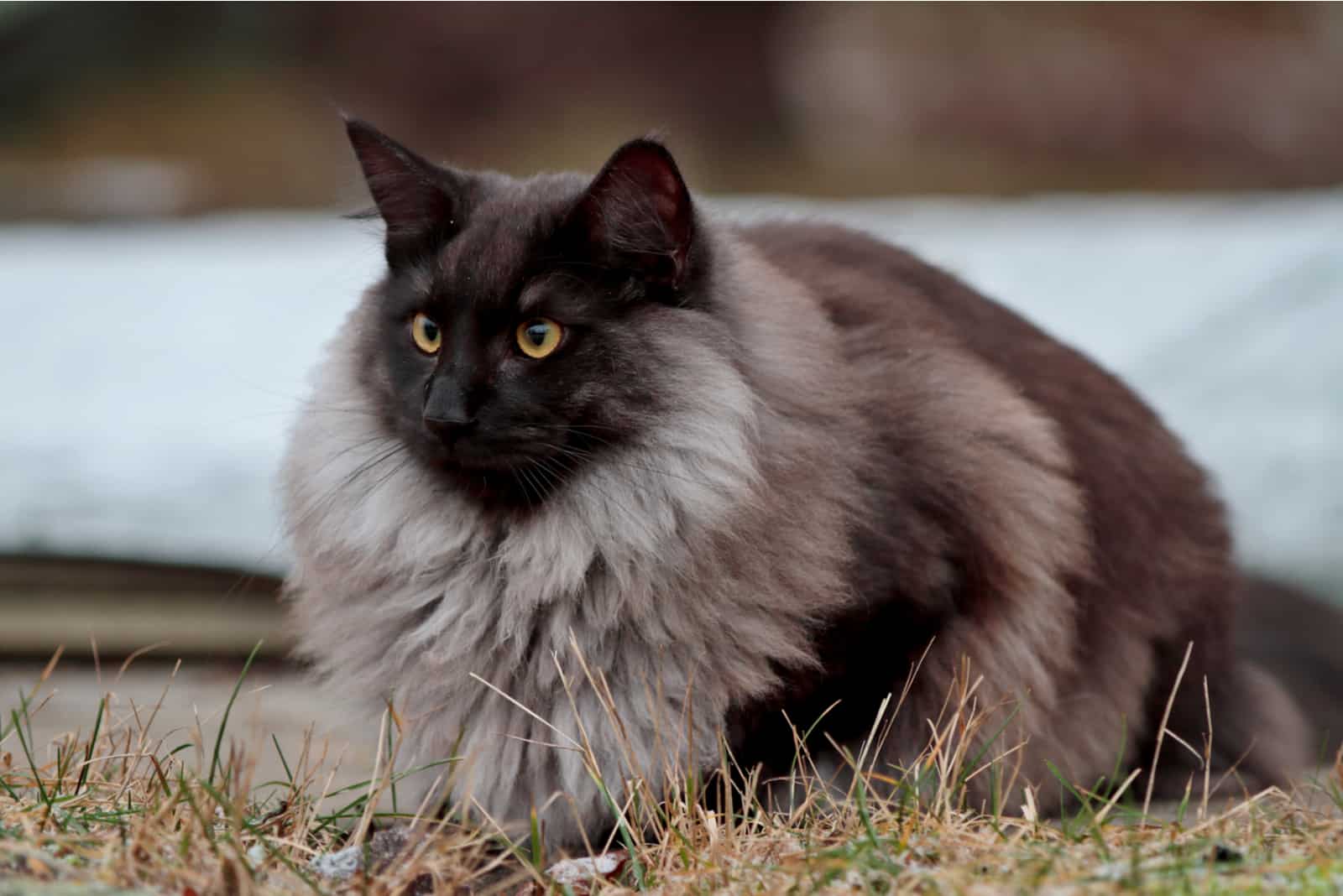 Black Smoke Norwegian Forest Cat