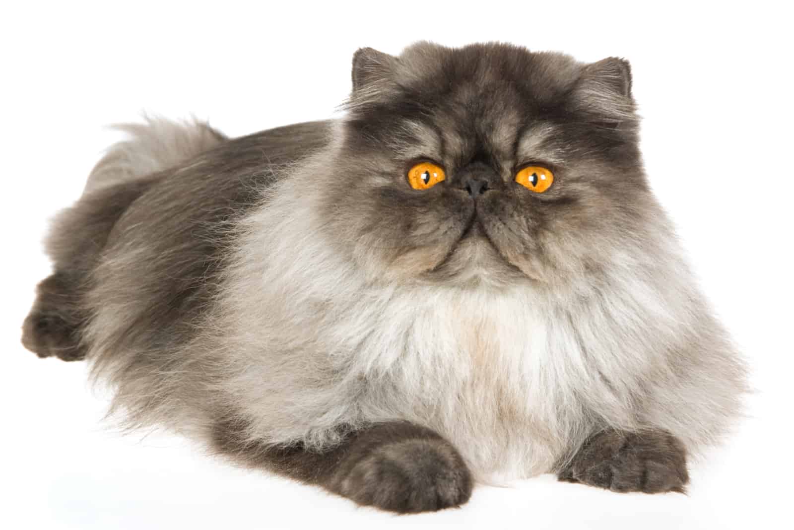 Black Smoke Persian cat posing