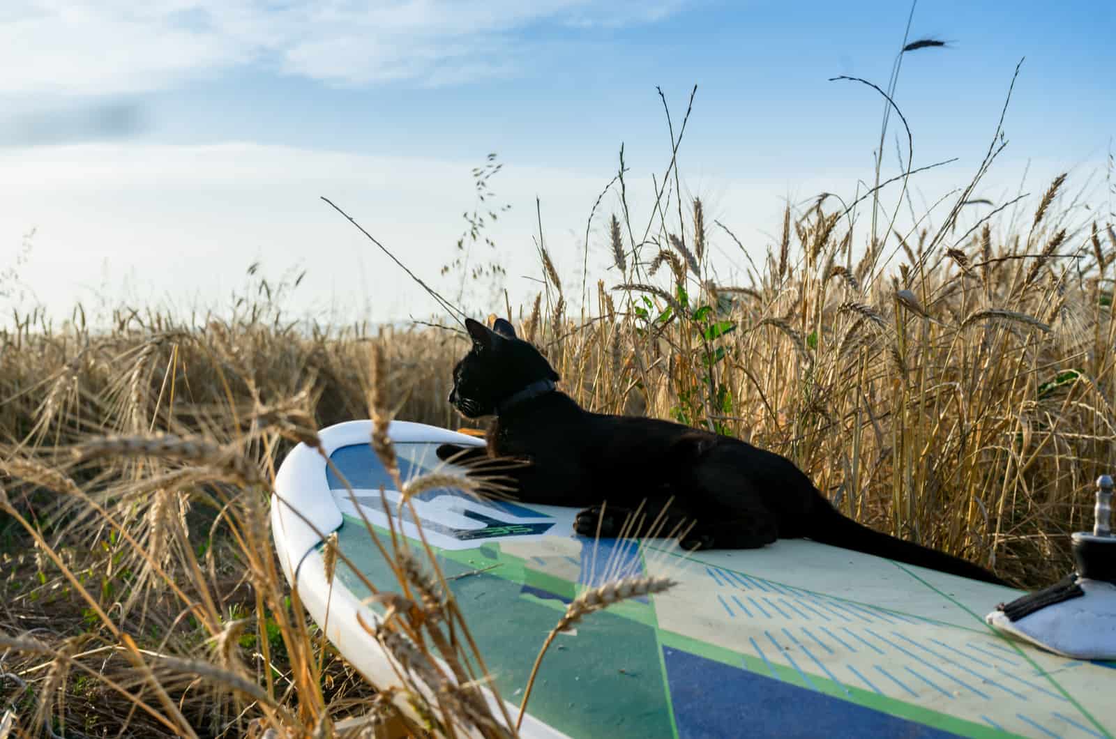 Black cat on a surfboard in a wheat field at sunset