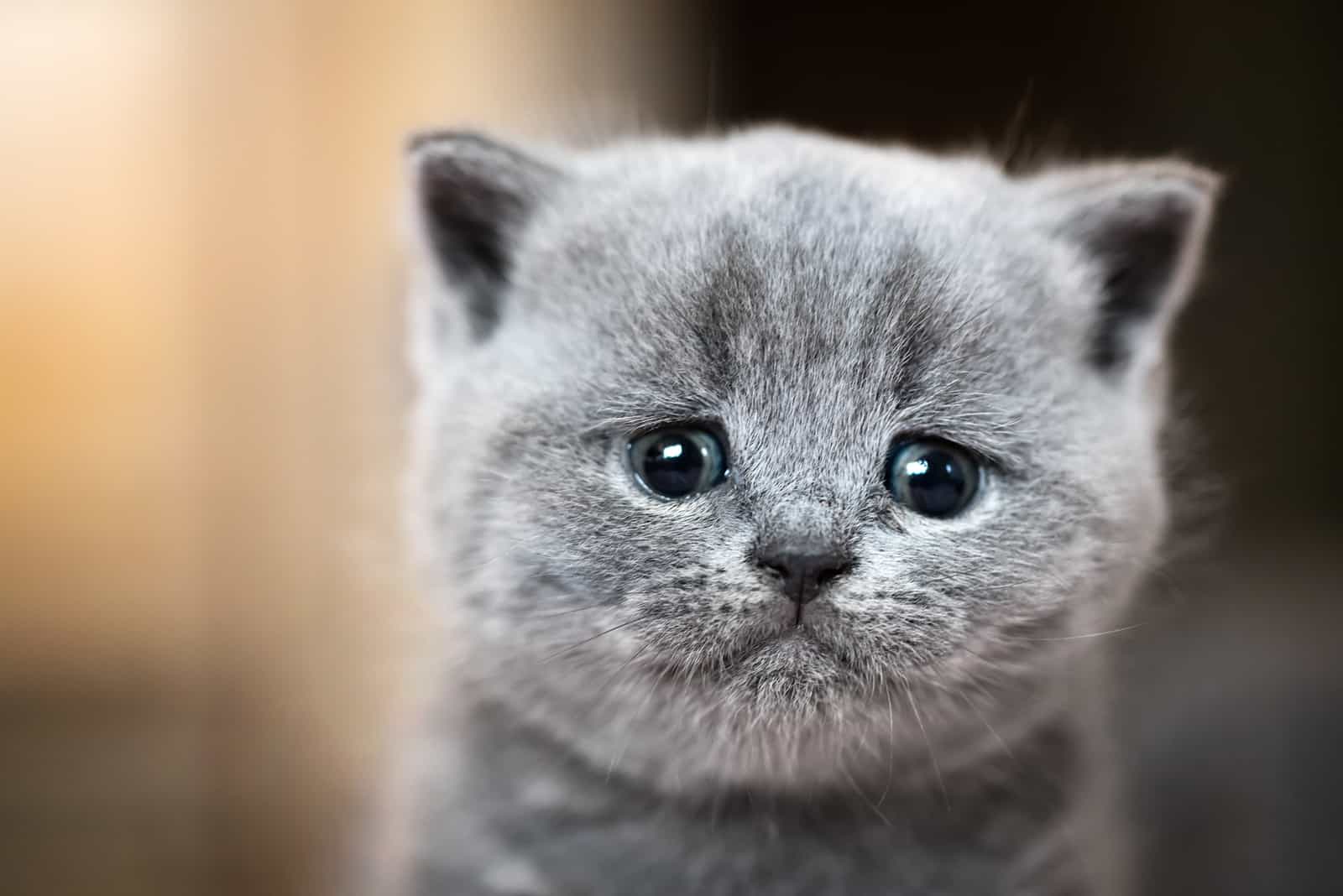  British Shorthair cat crying