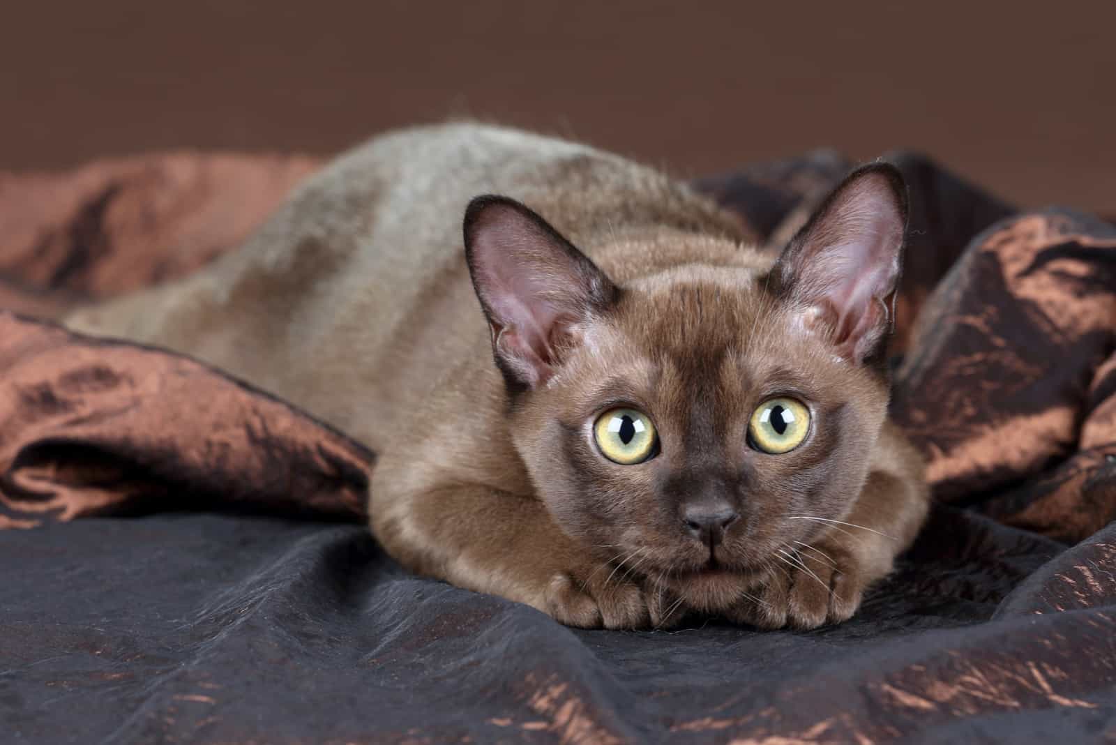 Burmese Cat