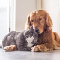 cat and dog hugging