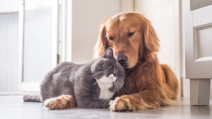 Can Cats And Dogs Have Babies? Things You Need To Know!