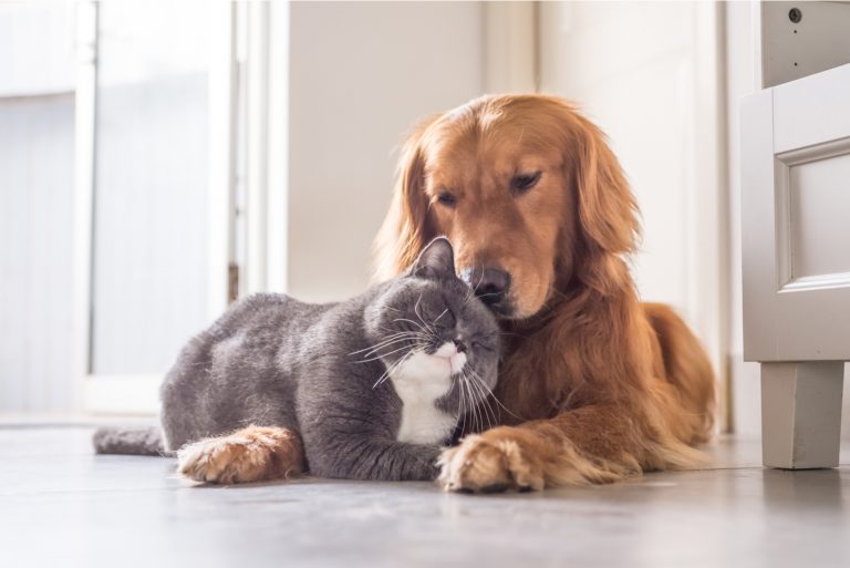 cat and dog hugging