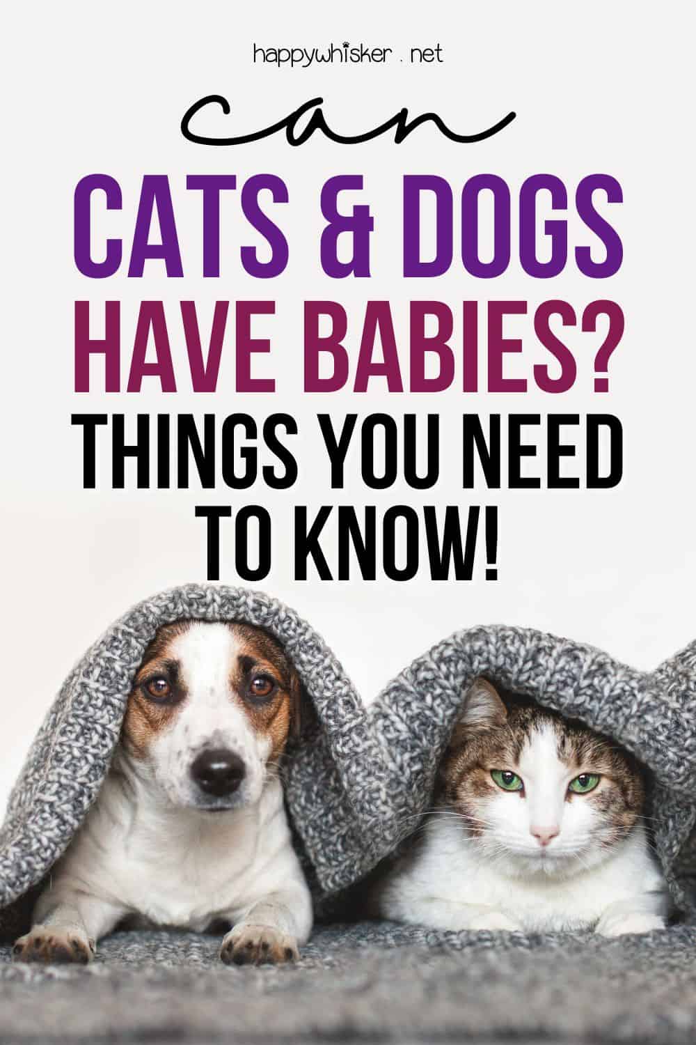 Can Cats And Dogs Have Babies Things You Need To Know! Pinterest