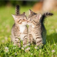 two adorable cats cuddle