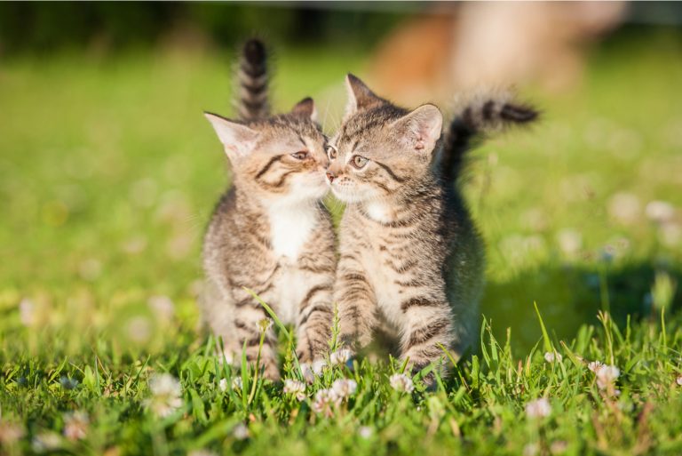 two adorable cats cuddle