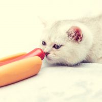 cat smelling hot dog