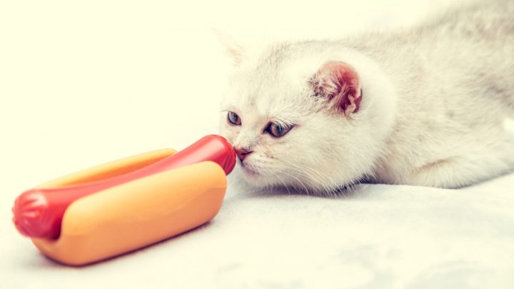Can Cats Eat Hot Dogs? Here’s What You Need To Know