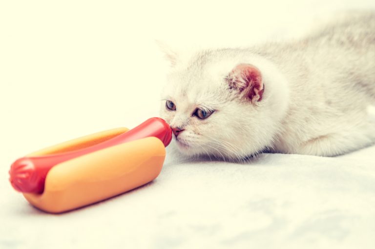 cat smelling hot dog