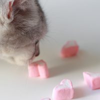 cat eating Marshmallows