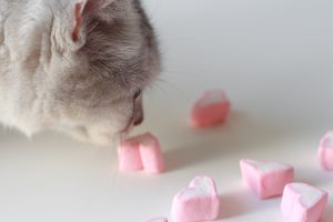 cat eating Marshmallows