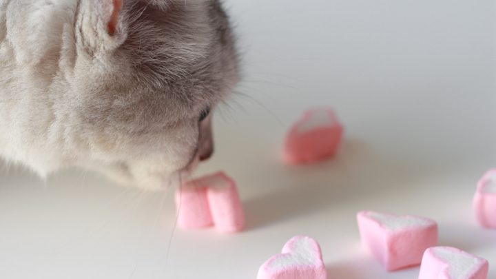 Can Cats Eat Marshmallows? Here Is Your Answer!