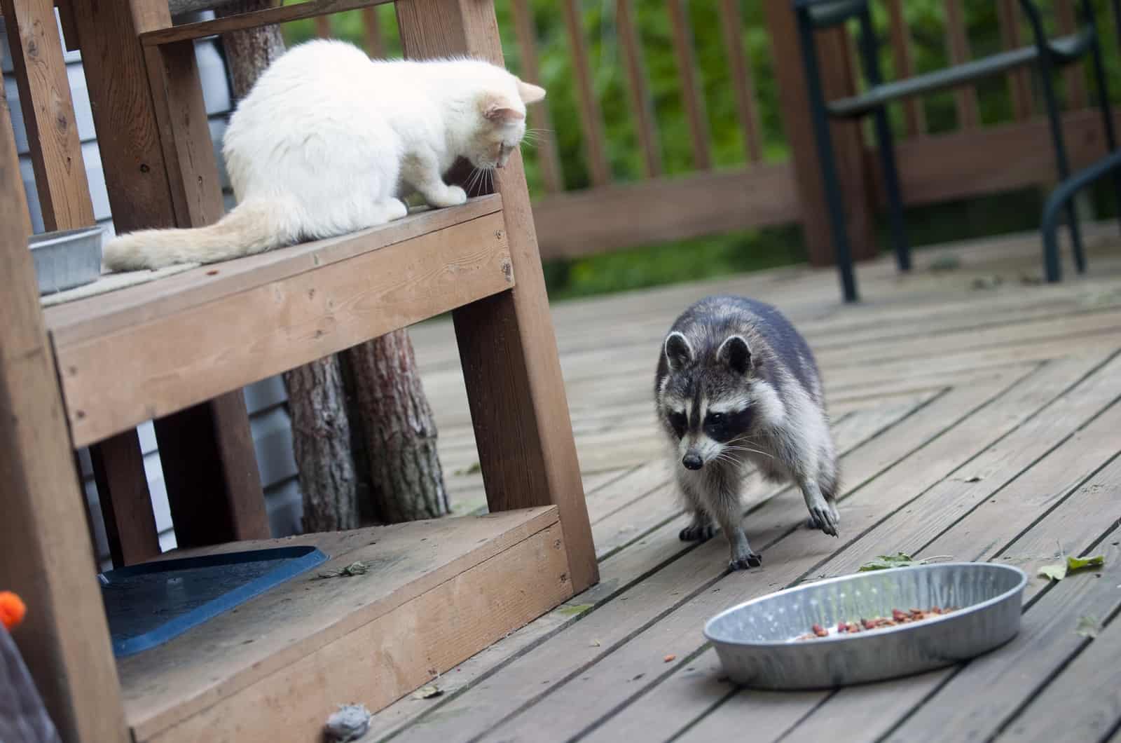 Cat And Racoon