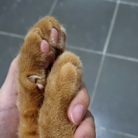 Owner hand holding the cat paws