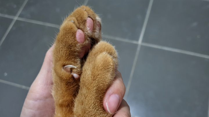 Cat Claw Infection – Possible Causes & Solutions!