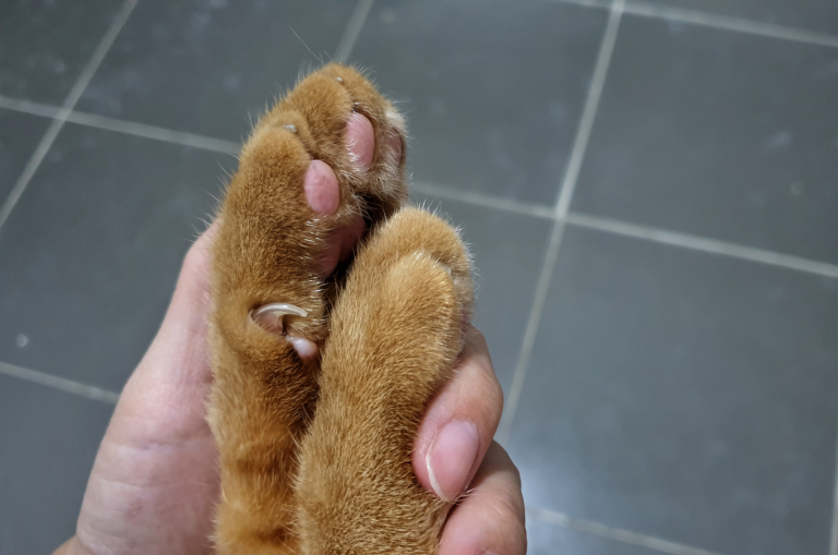 Owner hand holding the cat paws