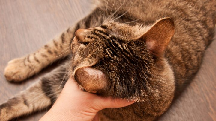 Cat Hair Loss On Ears – Should You Visit The Vet?