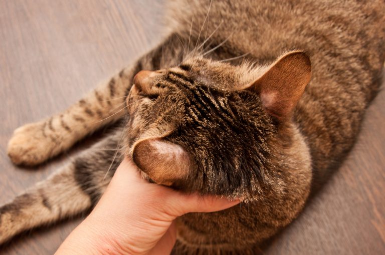 cat lying on floor