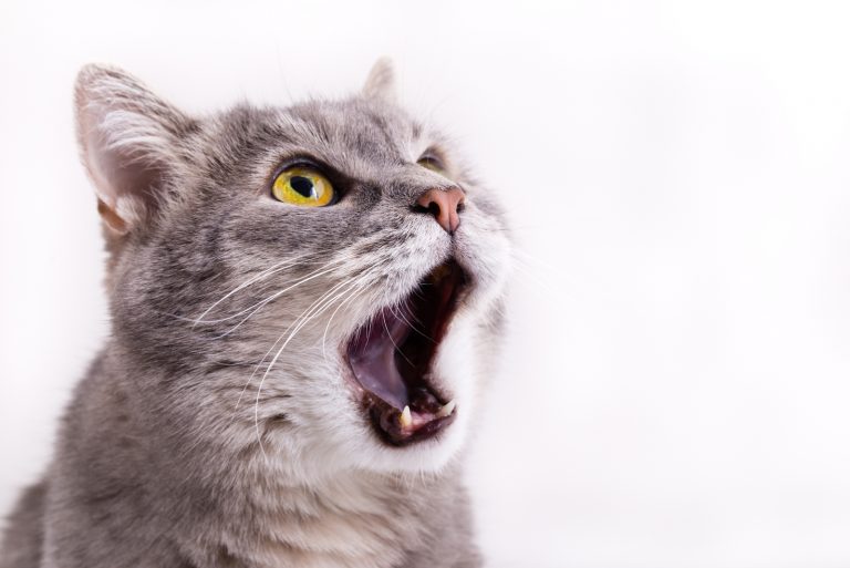 6 Reasons My Cat Keeps Meowing And Rubbing Against Everything