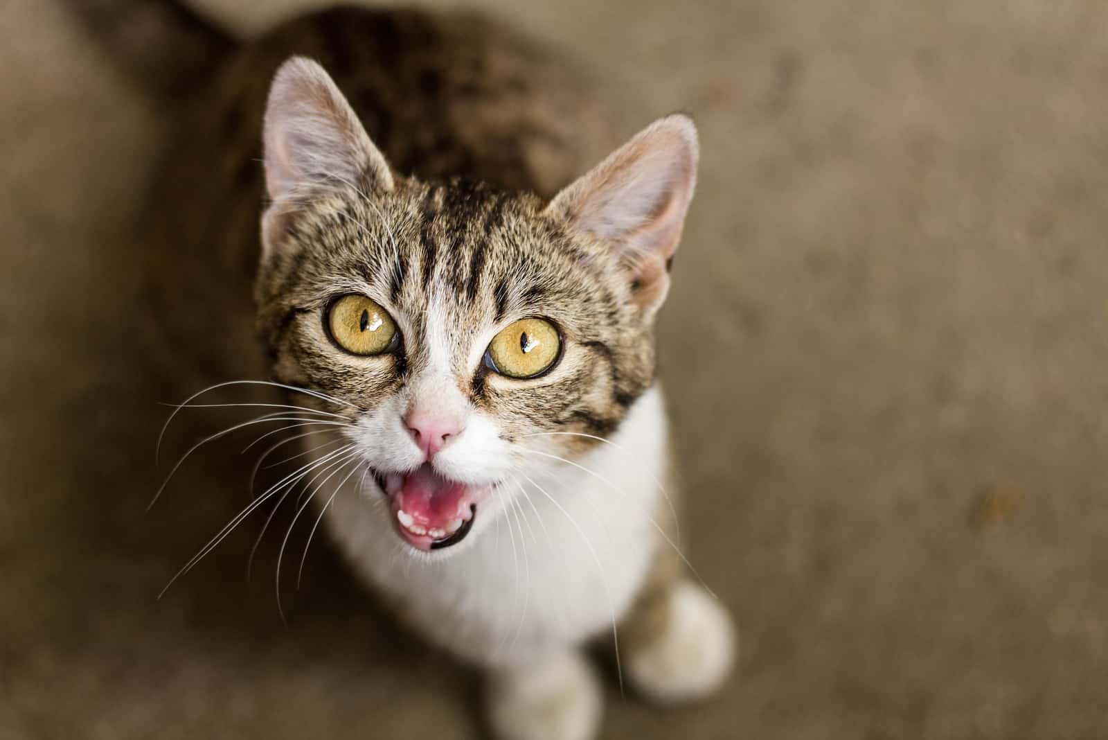 Cat Meowing while looking up