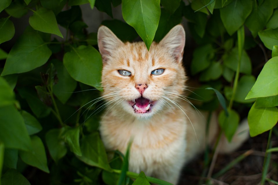 6 Reasons My Cat Keeps Meowing And Rubbing Against Everything