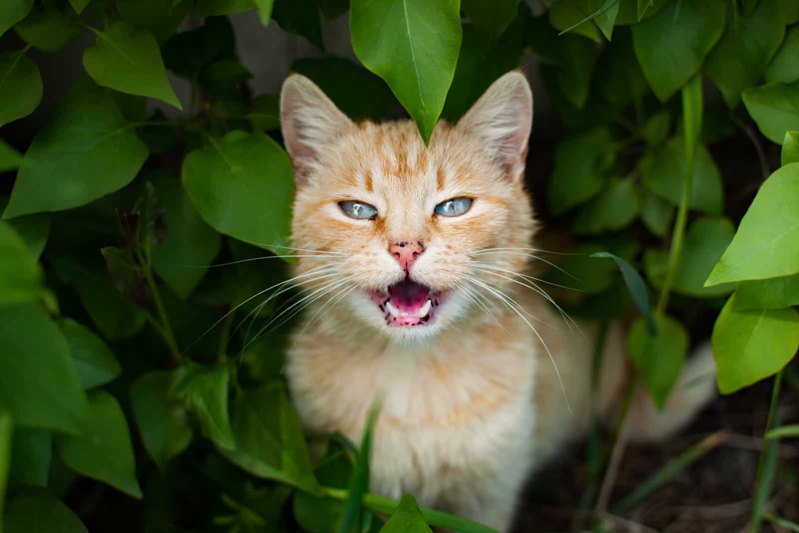 Cat Meowing while outside