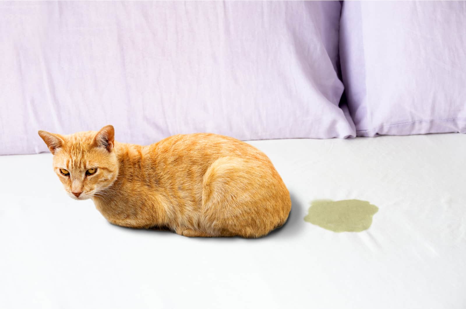 Cat Peeing on bed